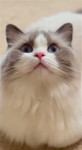 Kitten meowing to attract cats watch the cutest call in action #cats #kittens #meowing