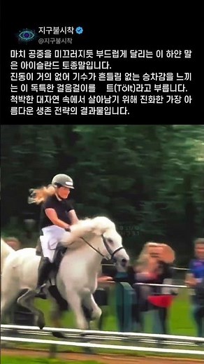 물잔을 올려놔도 쏟아지지 않는 승차감? 아이슬란드에만 있는 특별한 말