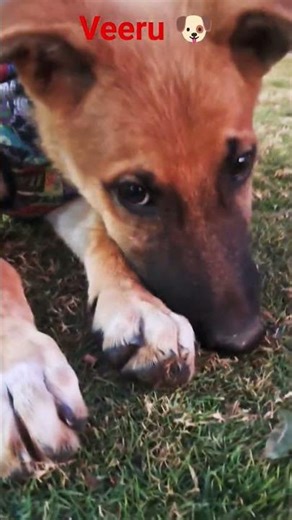 veeru 🐶 #cutedogs #pets #dog