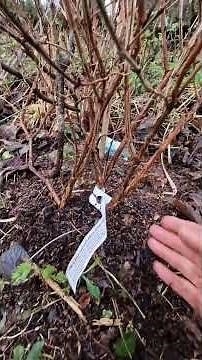 Propagating honeyberry/haskap bushes by mound layering - results for Honey Bee honeyberry variety