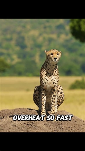 What Happens When Cheetahs Run Too Fast?