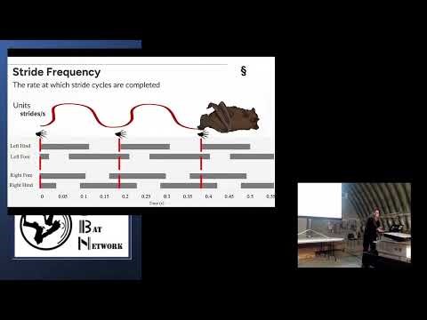 Terrestrial Locomotion of Bats – Aidan Wouters – OBN 2025