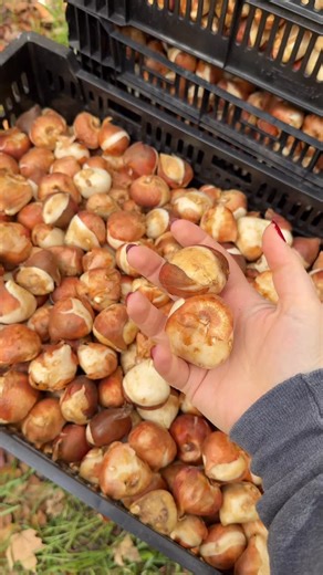 It’s time to plant tulips! 🌷 ⏰ Fall is the season for bulb planting and our team is hard at work planting over 300k bulbs for next spring Tulips Trail! Sign up for text updates to be the first to know about the Tulip Trail! https://slktxt.io/16Pet | Blooms And Berries Farm Market