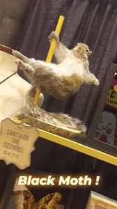 96 reactions | @black.moth is at Transworld Halloween and Haunt Expo in St. Louis 2025. One of our favorite and unique show displays, an exquisite corpse of fanciful frivolity. @transworldshows #taxidermy #crittercollage #halloweenhaunt #haunter #hauntedhouse #homehaunt #halloween364 #horror #critters #skeleton #skull #bonecollector #undeadanimals #cuteanddead #fancifulfinds #animated #creaturecreations #cabinetofcuriosities #surreal | Lord Grimley's Manor | Facebook