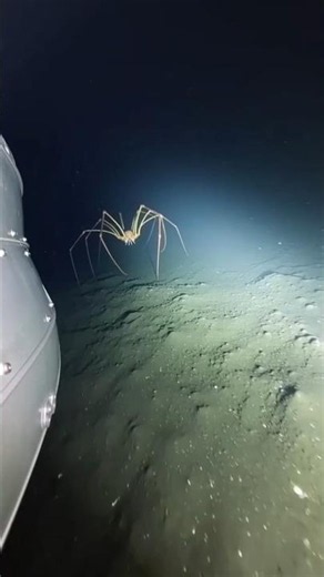 This Isn't an Alien... It's a Sea Spider!