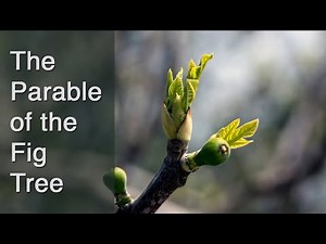 The Parable of the Fig Tree