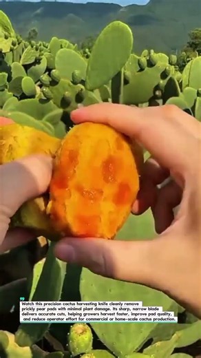 Harvest Cactus Pads Safely with a Precision Cactus Knife 🌵 #Farming #Harvest #AgriTech