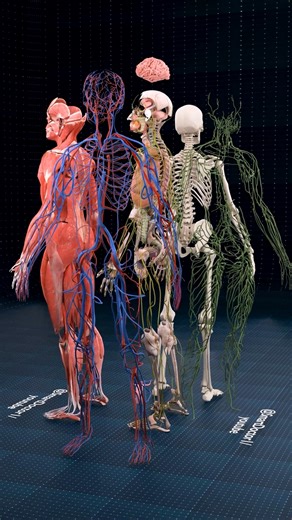Male Anatomy: Key Insights in Brief ♂️✨ . . The human body consists of interconnected systems: 1. **Circulatory**: Transports blood, oxygen, and nutrients. 2. **Respiratory**: Facilitates breathing and gas exchange. 3. **Digestive**: Breaks down food and absorbs nutrients. 4. **Nervous**: Controls body functions and processes sensory information. 5. **Musculoskeletal**: Supports structure and movement. 6. **Endocrine**: Regulates functions through hormones. 7. **Immune**: Defends against pathoge
