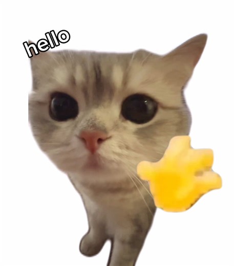 Adorable Cats Stealing the Spotlight on TikTok