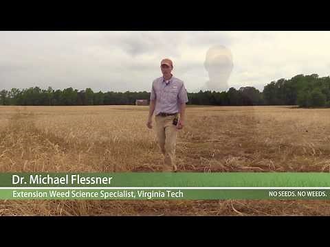 What is the Best Way to Terminate a Cover Crop?