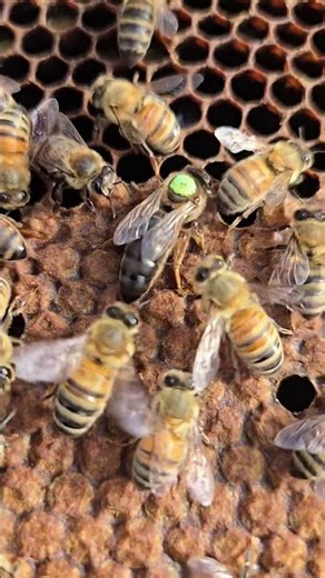 Spot the QUEEN and HER egg! #beekeeping #bee #beekeeper #honeybee #beelife