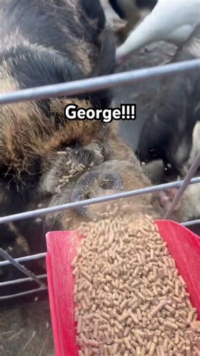 Our buddy love his hand feeding