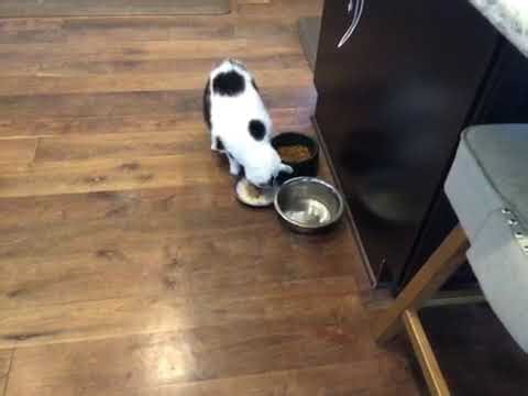 Cat eating num nums