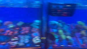 1.2K views · 15 reactions | Loads of corals in stock  Holy grail torches Deadpool mushrooms Magic carpets mushrooms Red gonis Amazeballs gonis etc  #corals #reefaquarium #reeftank #tropicalaquarium #marinefish #saltwater #coraltank #reefkeeping | Kidsgrove Tropicals & Water Garden Centre | Facebook