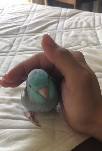 マメルリハインコの愛らしい近づき方