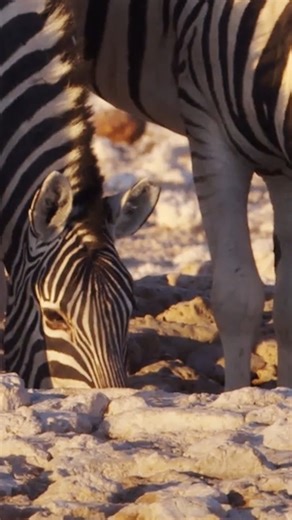 Search for desert rhinos and other rare wildlife on an exclusive fly-in adventure. nathab.com/africa/the-great-namibia-wildlife-safari | Natural Habitat Adventures