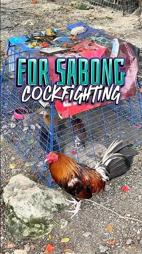 For Sabong Cockfighting Roosters & Philippine Native Chicken chicks
