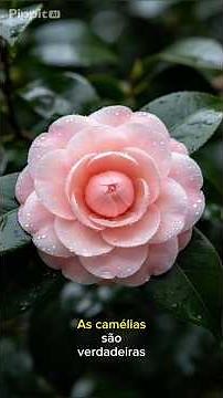 Camellia: The Flower that Connects East and West through Beauty.