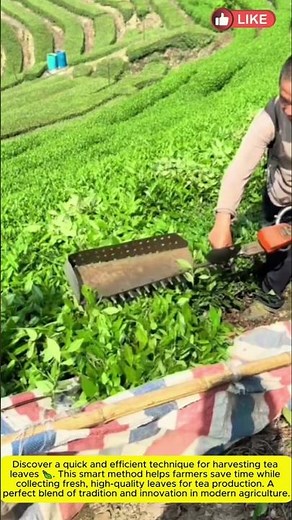 Quick Tea Leaf Harvesting 🍃 | Efficient Farming Technique