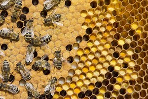 The Honeybee Lifecycle - PerfectBee