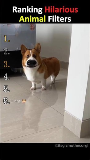 Hilarious Animal Filters… #1 Is CHAOS 🤣