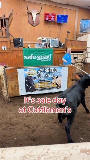 9.8K views · 104 reactions | It's sale day here at CLM, y'all came see us! | Cattlemen's Livestock Auction Market, Inc. | Facebook