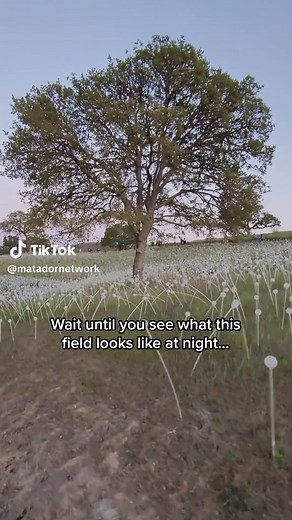 Immerse Yourself in the Field of Lights at Sensorio, Paso Robles