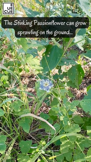 11 reactions | Learn about the ecological benefits of native vines of the RGV and how to grow them in your space. We will be learning which vines you want to keep and which you should avoid. We will also be taking a walk around the grounds to look at real life examples of vines and propagating a vine to take home. Visit quintamazatlan.ticketleap.com for more details and to reserve your spot. | Quinta Mazatlan World Birding Center | Facebook