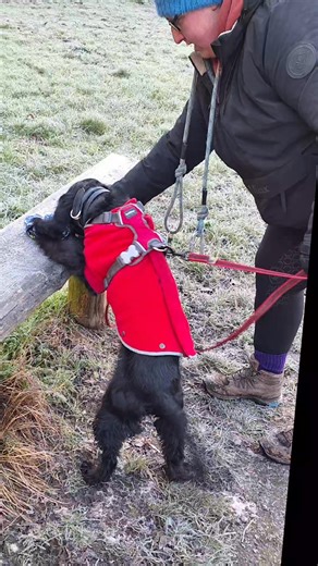 Todays session saw end choices splits decoys junction water issues and the dogs rocked. I may not be walking in the holidays but I'm still working sessions so others can enjoy trailing on their holidays. Lots of fabulous handling too which was all noted ✅️ If you want to do something new and fun in the new year get in touch..... | Canine Cadence