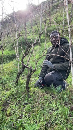 Grape Pruning Techniques for a Healthy Vineyard