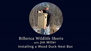 Billerica Wildlife Shorts: Installing A Wood Duck Nest Box