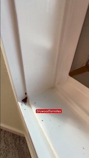 🏠 dry wood termites found in the window sill. #pestcontrol #termites #sonomacounty