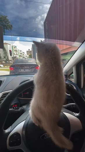 Car driving a car 🚗😍 #cutecat #kucing #pet #kitty #cat #catlover #cats #kitty #CatLoversClub #CatsOfFacebook #CatsOfTheWorld #WhiskerWednesday | Kitty Family