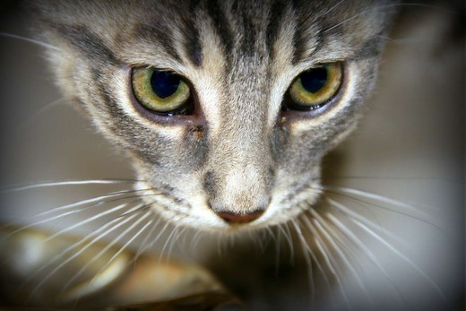 À quoi servent les moustaches du chat ?
