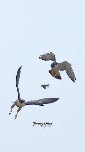 Epic Peregrine Falcon aerial team hunting!...#falcon #peregrinefalcon #birdsofprey #wildlife