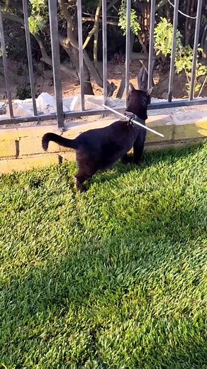 Smooth like butter with my safety stick. #fypage #fypシ #catsoftiktok #checkoutmyinsta