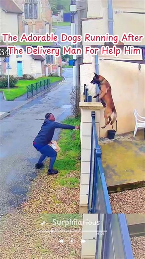 Adorable Dogs Chase Delivery Man for Help