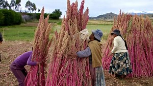 443 shares · 80 comments | Where do your Superfoods come from? 樂 Stream The Superfood Chain FREE below to find out  | The Superfood Chain | Facebook