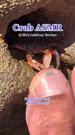 3.4K views | Crab ASMR - Crab pedicure sounds #asmr#asmrsounds#fypシ#asmreating#25914 | Monique Gray | Facebook