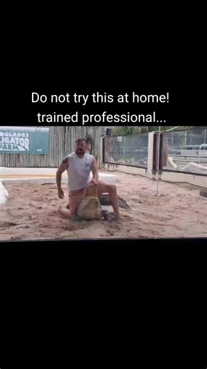 #alligator #everglades #show #donotattempt⚠️