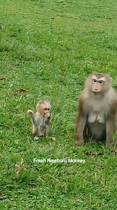 13 reactions | Wow wow baby Robin feel happy to play with big baby monkey | Fresh Newborn Monkey | Facebook