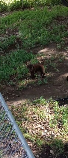 chocolate lab puppies playing #cute #feelgood #puppy #funny
