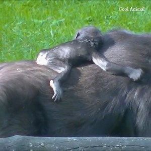 Look gorgeous gorilla baby fully sleep on mom back so cool & peaceful, Mom gorilla doing best grooming by keep baby this way while walking. | Cool Animal