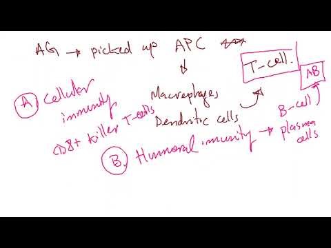 MCAT Biology 14: Immune System: Innate and Adaptive Immunity, Antibodies, and Autoimmune Disorders
