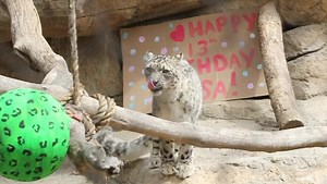 1.7M views · 3K reactions | Some fun facts about Kisa: - She loves...