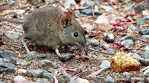 Telephoto of cute Eastern rock elephant shrew foraging on ground, little five