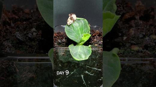 Pumpkin sprouting time lapse