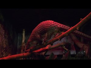Pangolins at Brookfield Zoo!