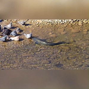 94K views · 1K reactions |  Siluro cazando palomas: el depredador que sorprende en la orilla En aguas poco profundas, el siluro se acerca sigiloso a la orilla donde beben las palomas. Con un ataque rápido, demuestra cómo este pez ha aprendido a cazar incluso fuera del agua. | El Urrego | Facebook