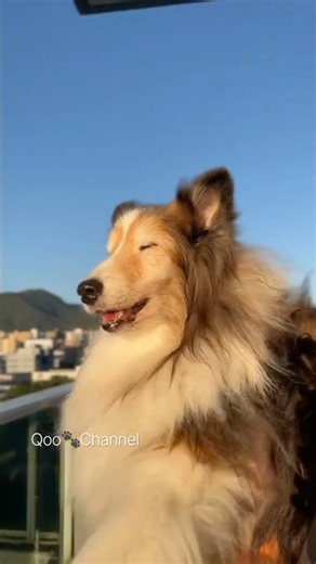 【18歳5か月】空中散歩で猛ダッシュ💨 #シェルティ